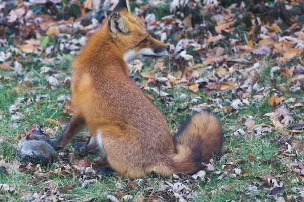 Red Fox Vulpes Vulpes Verenigde Staten — Stockfoto