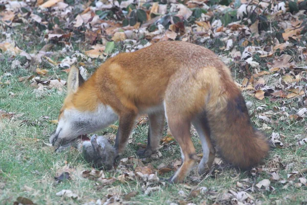 Red Fox Vulpes Vulpes Egyesült Államok — Stock Fotó