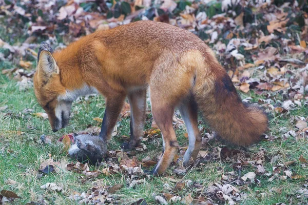 Red Fox Vulpes Vulpes Verenigde Staten — Stockfoto