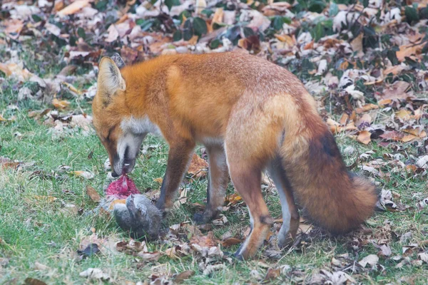 Red Fox Vulpes Vulpes Verenigde Staten — Stockfoto