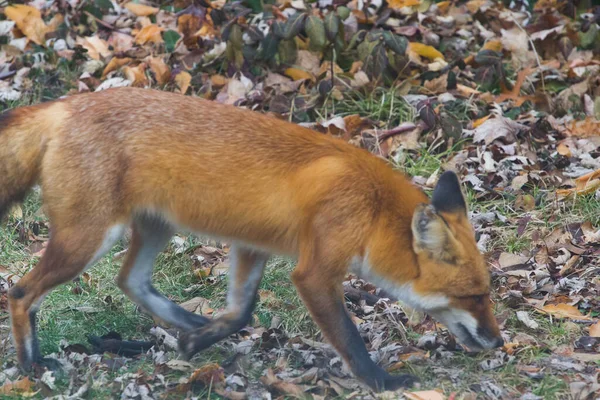 Red Fox Vulpes Vulpes Stany Zjednoczone Ameryki — Zdjęcie stockowe