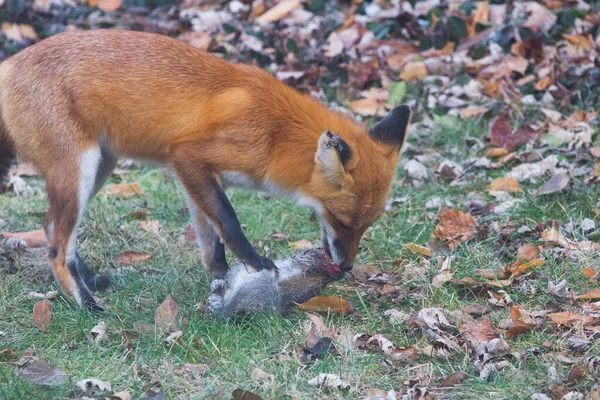 Red Fox Vulpes Vulpes Verenigde Staten — Stockfoto