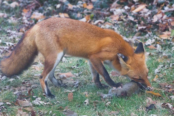 Red Fox Vulpes Vulpes Egyesült Államok — Stock Fotó