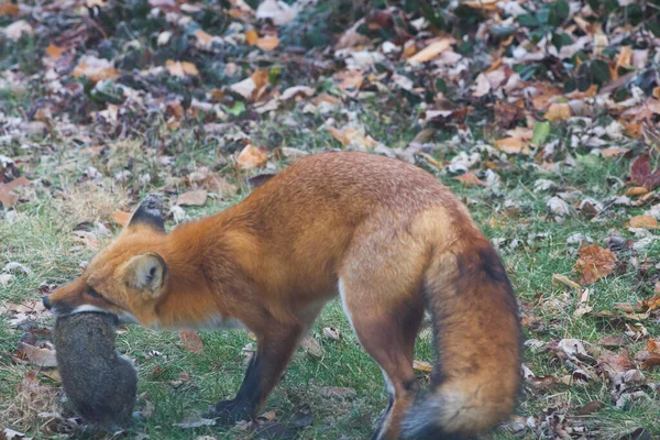 Red Fox Vulpes Vulpes Egyesült Államok — Stock Fotó