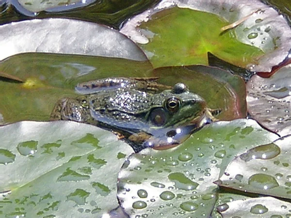 水の中に横たわる小さなカエル — ストック写真