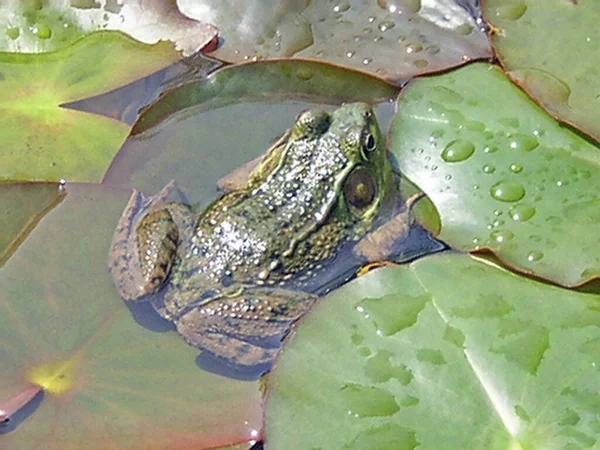 Sapo Pequeno Deitado Água — Fotografia de Stock