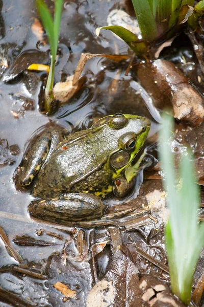Malá Žába Ležící Vodě — Stock fotografie