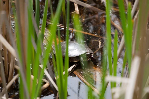 Kleine Schildpad Een Vijver — Stockfoto