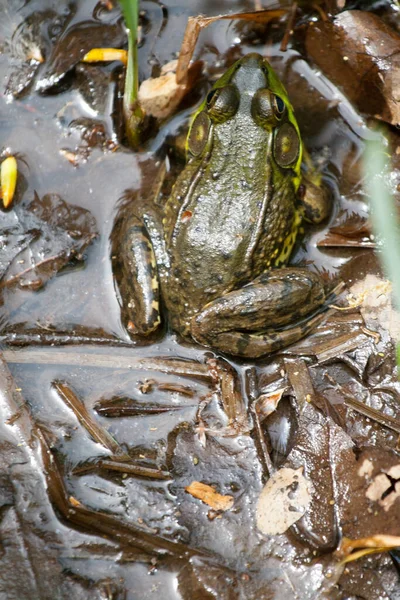 Kleiner Frosch Liegt Wasser — Stockfoto