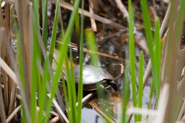 Kleine Schildpad Een Vijver — Stockfoto