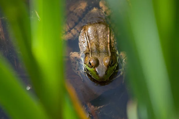 Kleine Kikker Liggend Het Water — Stockfoto