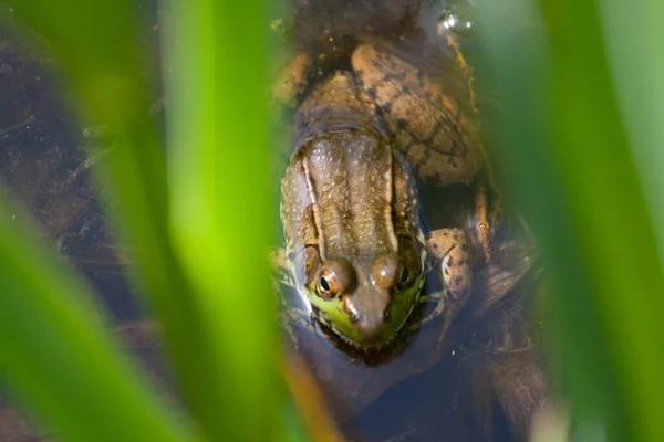 Kleiner Frosch Liegt Wasser — Stockfoto