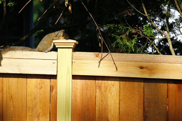 Östliches Grauhörnchen Sciurus Carolinensis — Stockfoto