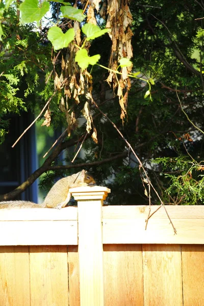 Esquilo Cinzento Oriental Sciurus Carolinensis — Fotografia de Stock