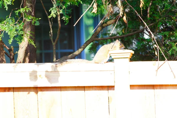 Östlig Grå Ekorre Sciurus Carolinensis — Stockfoto