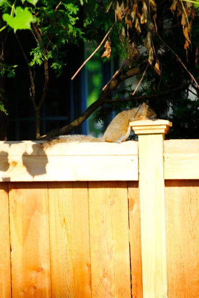 Oostelijke Grijze Eekhoorn Sciurus Carolinensis — Stockfoto