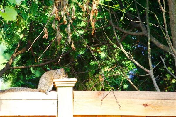 Esquilo Cinzento Oriental Sciurus Carolinensis — Fotografia de Stock