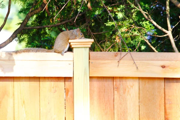 Keleti Szürke Mókus Sciurus Carolinensis — Stock Fotó