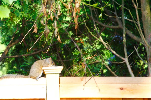 Doğu Gri Sincap Sciurus Carolinensis — Stok fotoğraf