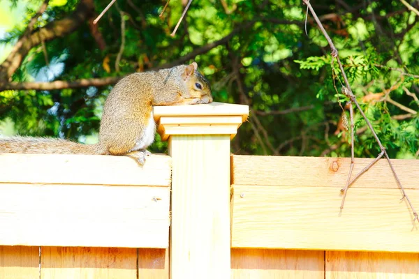 Keleti Szürke Mókus Sciurus Carolinensis — Stock Fotó