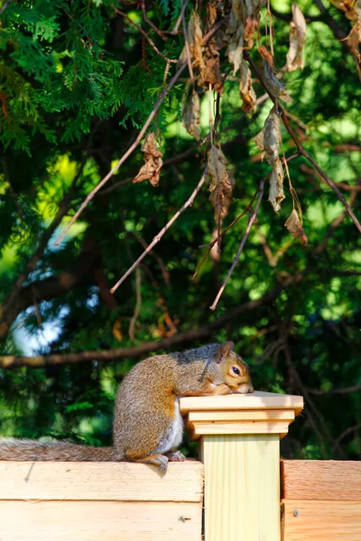 Östliches Grauhörnchen Sciurus Carolinensis — Stockfoto