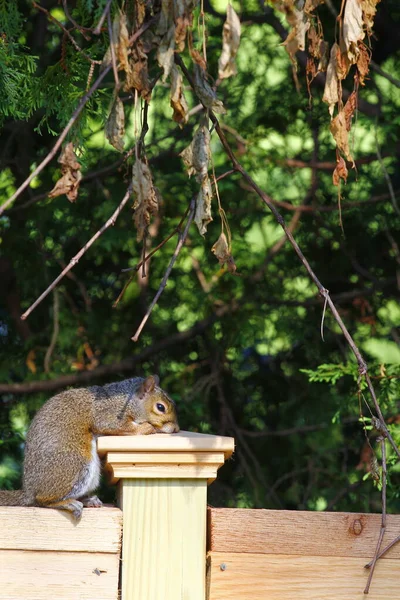 Doğu Gri Sincap Sciurus Carolinensis — Stok fotoğraf