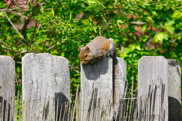 Ardilla Gris Oriental Sciurus Carolinensis —  Fotos de Stock