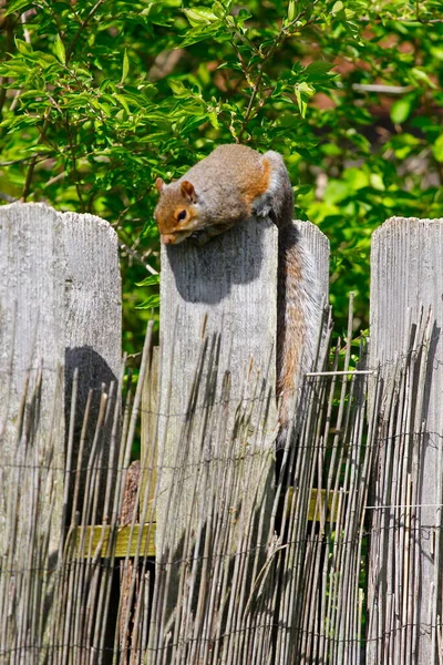 Keleti Szürke Mókus Sciurus Carolinensis — Stock Fotó