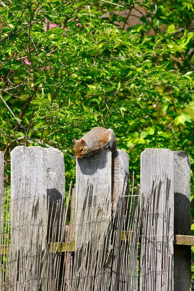 Wiewiórka Wschodnia Sciurus Carolinensis — Zdjęcie stockowe