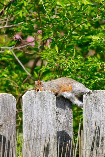 Восточная Серая Белка Sciurus Carollensis — стоковое фото