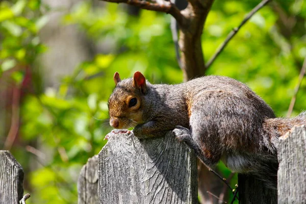 Keleti Szürke Mókus Sciurus Carolinensis — Stock Fotó