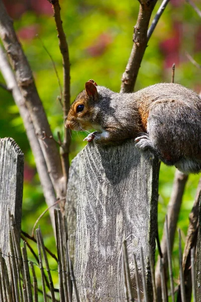 Ardilla Gris Oriental Sciurus Carolinensis —  Fotos de Stock