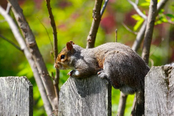 Keleti Szürke Mókus Sciurus Carolinensis — Stock Fotó