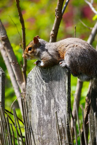 Oostelijke Grijze Eekhoorn Sciurus Carolinensis — Stockfoto