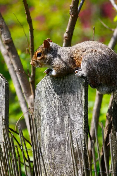 Keleti Szürke Mókus Sciurus Carolinensis — Stock Fotó