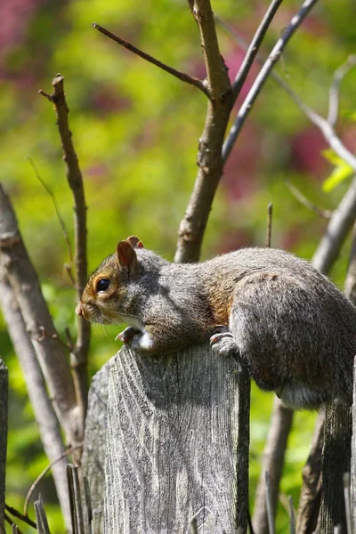 Doğu Gri Sincap Sciurus Carolinensis — Stok fotoğraf