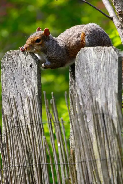 Oostelijke Grijze Eekhoorn Sciurus Carolinensis — Stockfoto