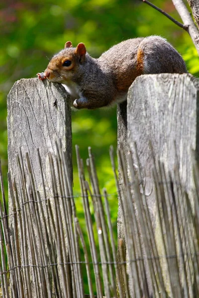 Wiewiórka Wschodnia Sciurus Carolinensis — Zdjęcie stockowe