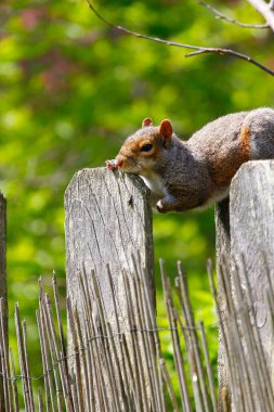 Doğu Gri Sincap (Sciurus carolinensis)