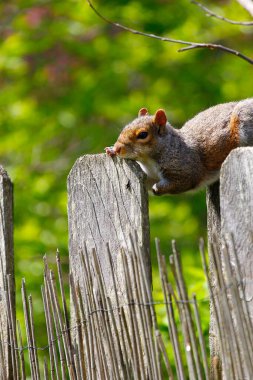 Doğu Gri Sincap (Sciurus carolinensis)