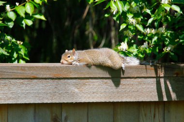 Doğu Gri Sincap (Sciurus carolinensis)