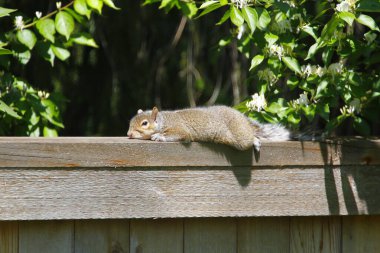 Doğu Gri Sincap (Sciurus carolinensis)