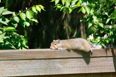 Doğu Gri Sincap (Sciurus carolinensis)