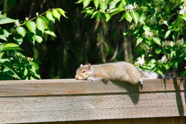 Doğu Gri Sincap (Sciurus carolinensis)