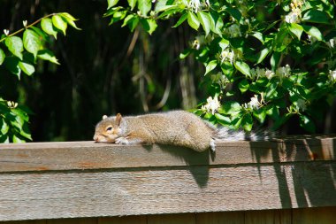 Doğu Gri Sincap (Sciurus carolinensis)