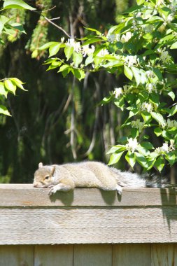 Doğu Gri Sincap (Sciurus carolinensis)