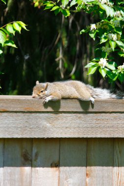 Doğu Gri Sincap (Sciurus carolinensis)