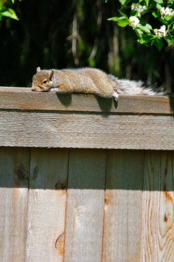 Doğu Gri Sincap (Sciurus carolinensis)