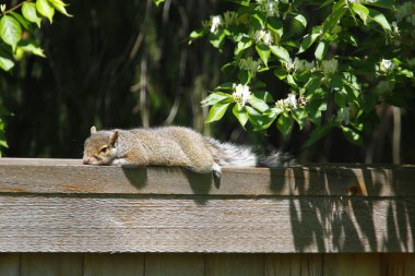 Doğu Gri Sincap (Sciurus carolinensis)