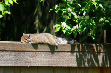 Doğu Gri Sincap (Sciurus carolinensis)